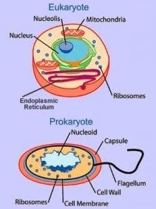 celltypes
