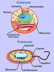 celltypes