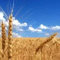 Kingdom Parables