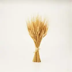 wave offering, sheaf, first fruits,