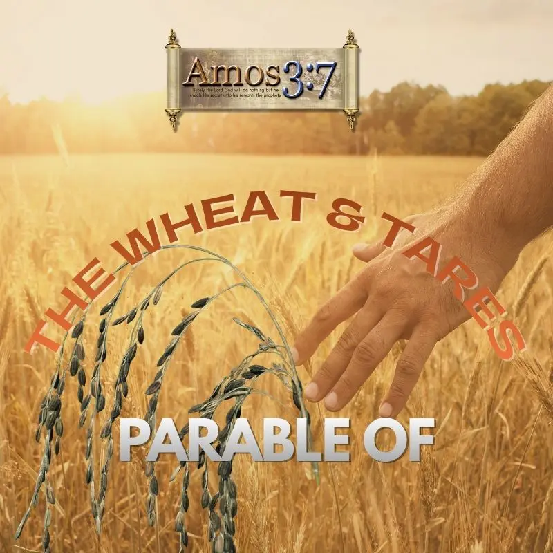 Parables, Parable of The Wheat & Tares, Bible Prophecy, Kingdom of God,